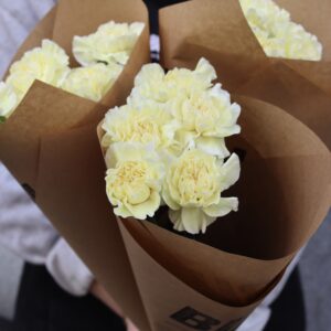 Nejlika - Dianthus