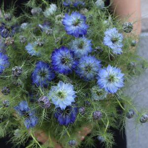 Nigella
