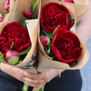Pion - Paeonia