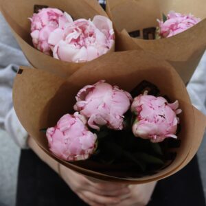 Pion - Paeonia