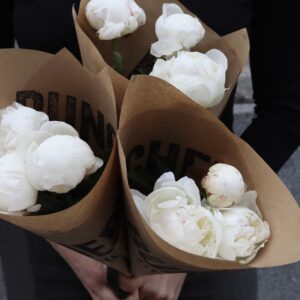 Pion - Paeonia