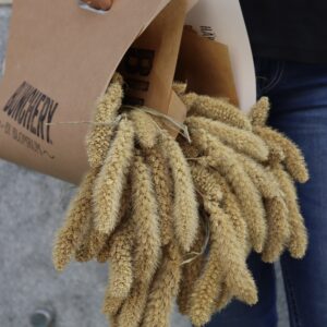 Setaria
