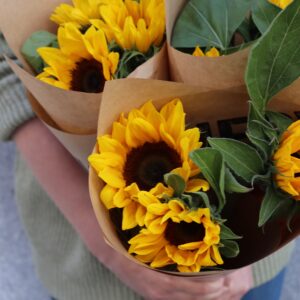 Solros - Helianthus