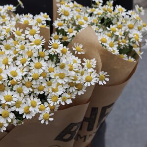 Tanacetum - Kamomille