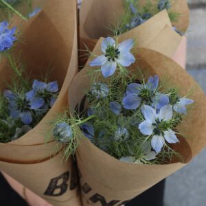 Nigella