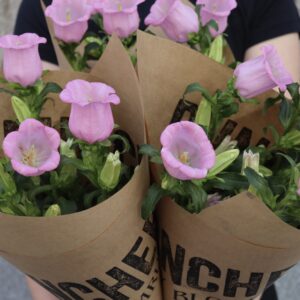 Campanula