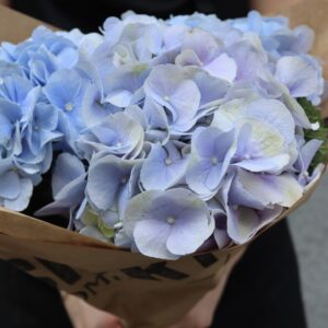 Hortensia - Hydrangea