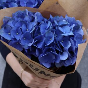 Hortensia - Hydrangea