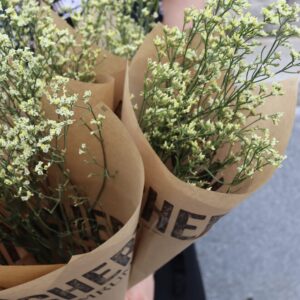 Limonium
