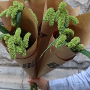 Setaria